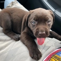 Labrador Retriever, Köpek  DATÇA fotoğrafı