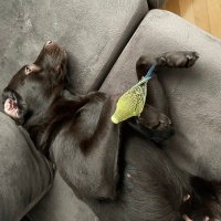 Labrador Retriever, Köpek  DATÇA fotoğrafı