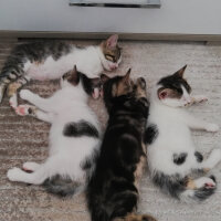 Tekir Kedi, Kedi  Mia, Lokum, Sakız, Karam, Salep fotoğrafı