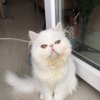 İran Kedisi (Persian), Kedi  Kaktüs fotoğrafı