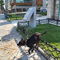 Alman Çoban Köpeği, Köpek  Şans fotoğrafı