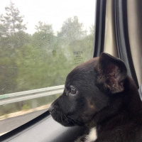 Alman Çoban Köpeği, Köpek  Şans fotoğrafı