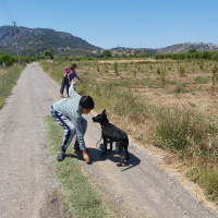 Alman Çoban Köpeği, Köpek  Şans fotoğrafı