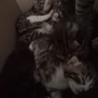 Tekir Kedi, Kedi  7 KEDİ YAVRUSU SÜTTEN KESİLİNCE SAHİPLENDİRİLECEK fotoğrafı