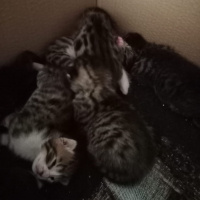 Tekir Kedi, Kedi  7 KEDİ YAVRUSU SÜTTEN KESİLİNCE SAHİPLENDİRİLECEK fotoğrafı