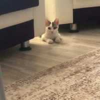 Tekir Kedi, Kedi  milka fotoğrafı