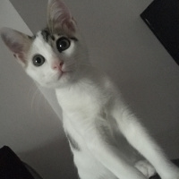 Tekir Kedi, Kedi  milka fotoğrafı