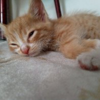 Sarman, Kedi  Mia fotoğrafı