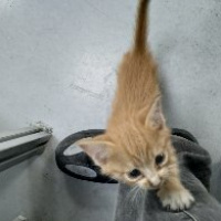 Sarman, Kedi  Mia fotoğrafı