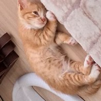 Sarman, Kedi  Mia fotoğrafı