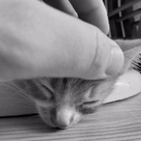 Sarman, Kedi  Mia fotoğrafı