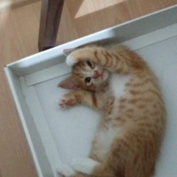 Sarman, Kedi  Mia fotoğrafı