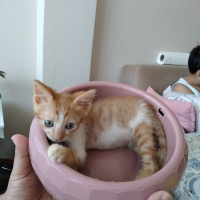 Sarman, Kedi  Pofuduk fotoğrafı