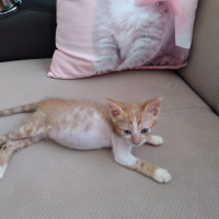 Sarman, Kedi  Pofuduk fotoğrafı