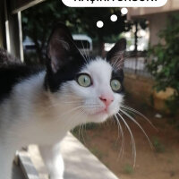 Tuxedo (Smokin) Kedi, Kedi  Cemil fotoğrafı