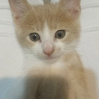Tekir Kedi, Kedi  Boncuk fotoğrafı