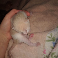 Tekir Kedi, Kedi  Boncuk fotoğrafı