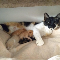 Tekir Kedi, Kedi  Boncuk fotoğrafı