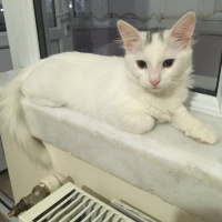 Tekir Kedi, Kedi  Süt fotoğrafı