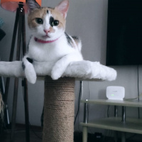 Tekir Kedi, Kedi  Badem fotoğrafı