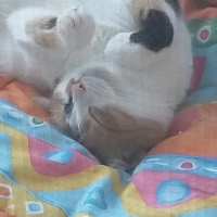Tekir Kedi, Kedi  Badem fotoğrafı