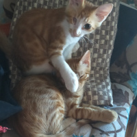 Tekir Kedi, Kedi  Dobişko fotoğrafı