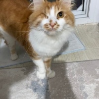 Tekir Kedi, Kedi  Dobişko fotoğrafı