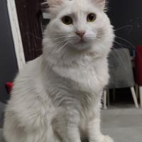 Maine Coon, Kedi  Rüzgar fotoğrafı