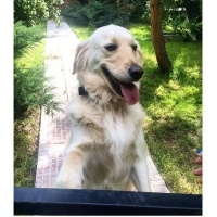 Golden Retriever, Köpek  Mira fotoğrafı