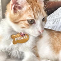 Sarman, Kedi  Behlül fotoğrafı