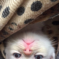 Chinchilla, Kedi  Yavrularım fotoğrafı