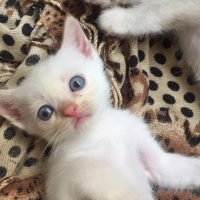 Chinchilla, Kedi  Yavrularım fotoğrafı