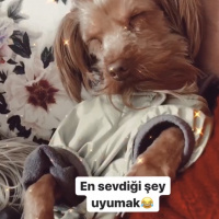 Yorkshire Terrier, Köpek  Pubg fotoğrafı
