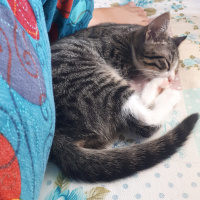 Tekir Kedi, Kedi  Şengül fotoğrafı