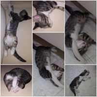 Tekir Kedi, Kedi  Şengül fotoğrafı