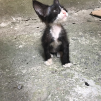 Tekir Kedi, Kedi  Yok fotoğrafı