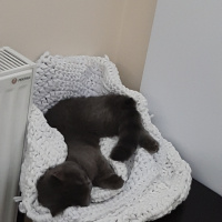 British Shorthair, Kedi  Şila fotoğrafı
