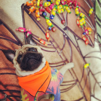 Pug, Köpek  Pars fotoğrafı