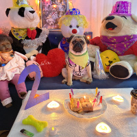 Pug, Köpek  Pars fotoğrafı