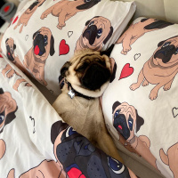 Pug, Köpek  Pars fotoğrafı