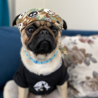 Pug, Köpek  Pars fotoğrafı