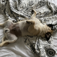 Pug, Köpek  Pars fotoğrafı
