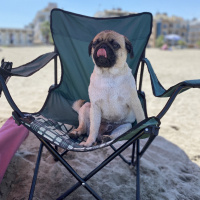 Pug, Köpek  Pars fotoğrafı