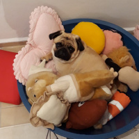 Pug, Köpek  Pars fotoğrafı