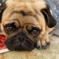 Pug, Köpek  Pars fotoğrafı