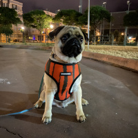 Pug, Köpek  Pars fotoğrafı