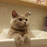 British Shorthair, Kedi  Ponçi fotoğrafı