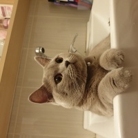 British Shorthair, Kedi  Ponçi fotoğrafı