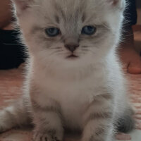 British Shorthair, Kedi  ARES fotoğrafı