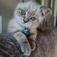 British Shorthair, Kedi  ARES fotoğrafı